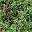 Cotoneaster dammeri P15